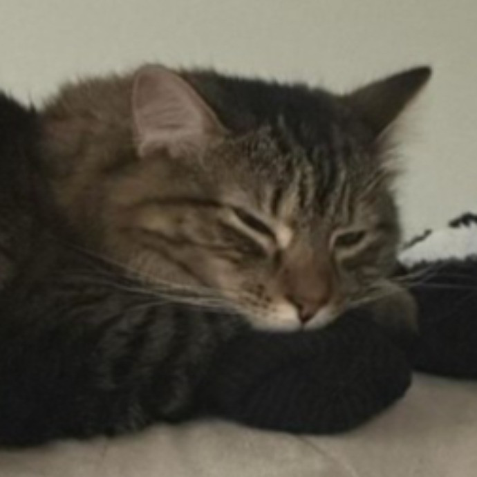 Ashley's Cat Sitting photo 2