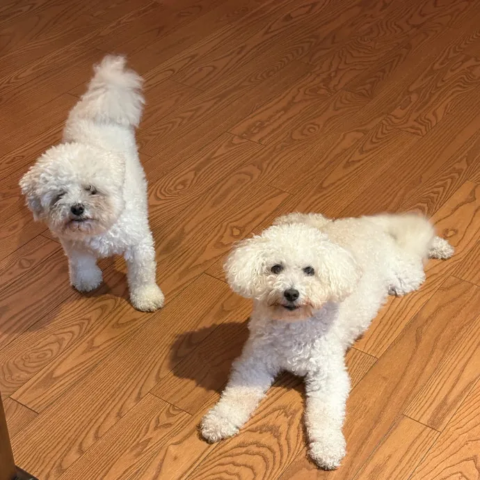 20 Years Professional Animal Care