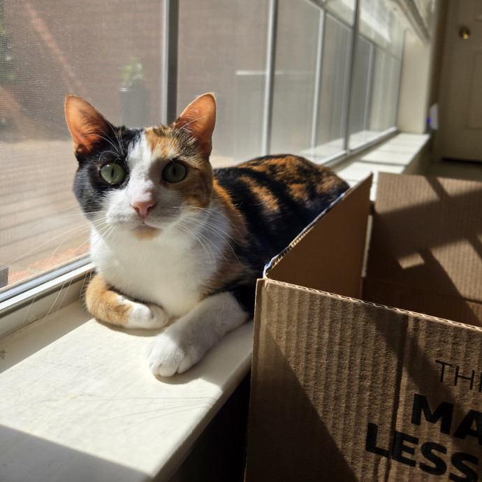 Calm And Attentive Cat Sitter