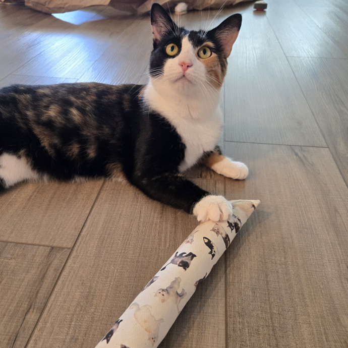 Calm And Attentive Cat Sitter photo 3