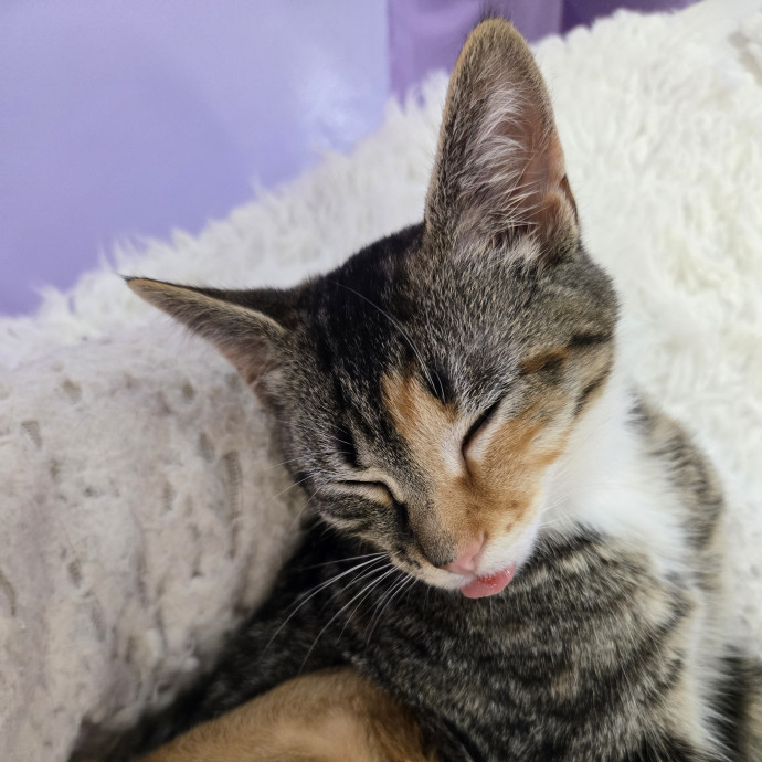 Calm And Attentive Cat Sitter photo 2