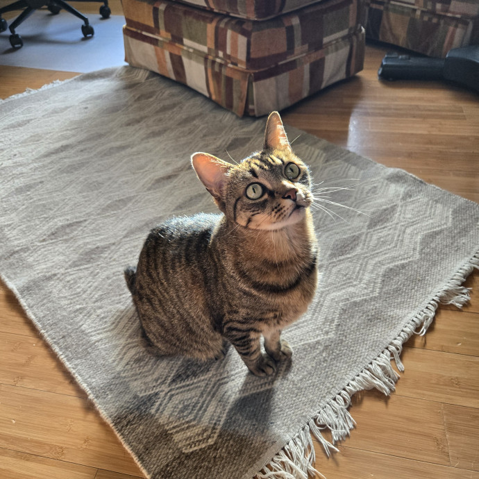 Calm And Attentive Cat Sitter photo 2
