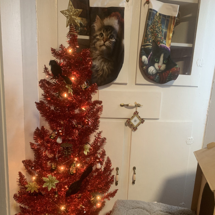 Rn  Cat Lady  Trusted Cat Sitter photo 3