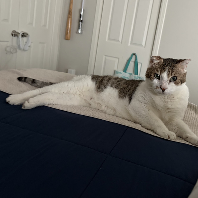 Pawsitively Purrfect Sitting photo 3