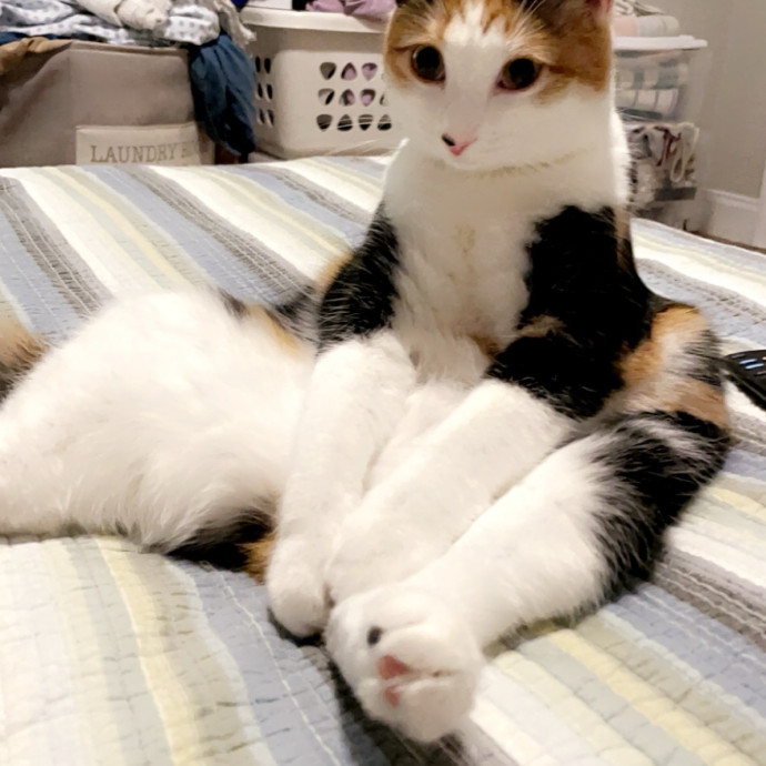 Cat Lover At Heart photo 2