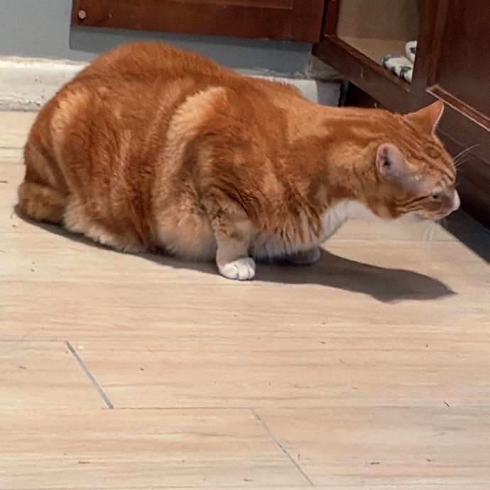 Marilyn's Cat Sitting photo 2