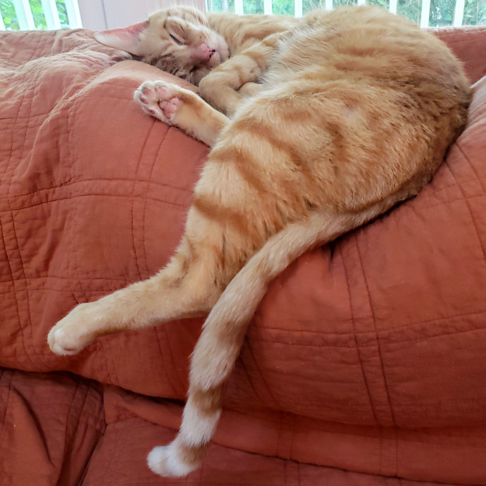 Jenn's Joyful Kitty Care