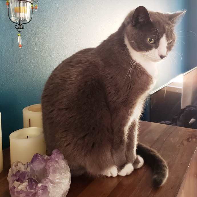 Jenn's Joyful Kitty Care