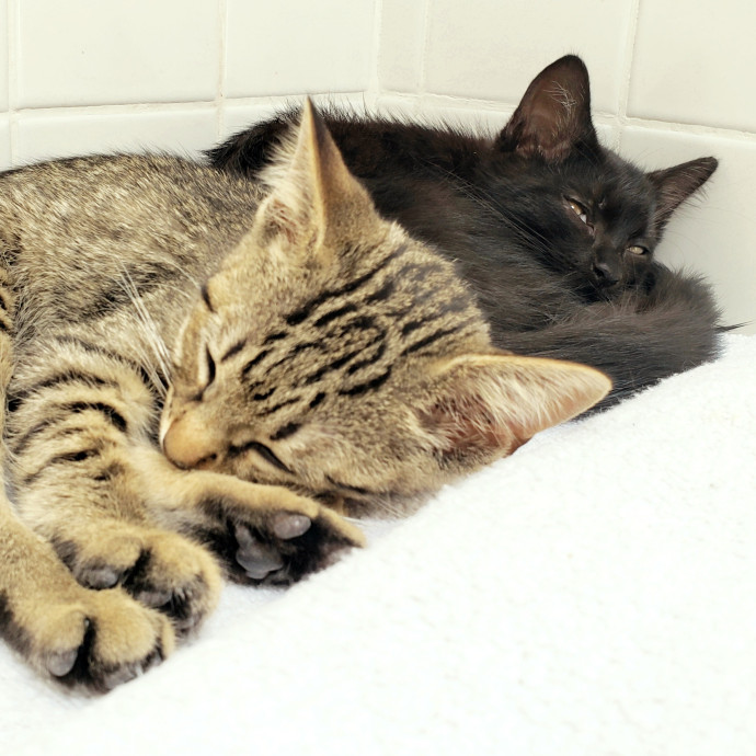 Jenn's Joyful Kitty Care