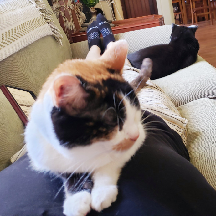 Jenn's Joyful Kitty Care