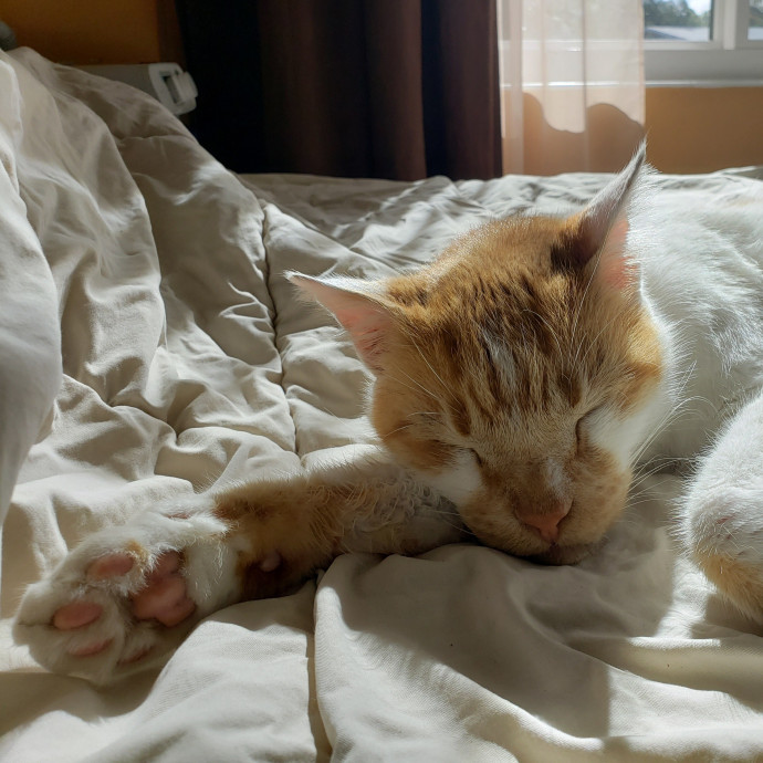 Jenn's Joyful Kitty Care