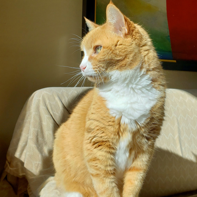 Jenn's Joyful Kitty Care photo 3