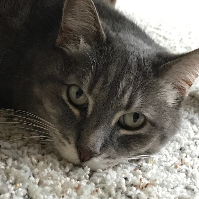 Storm's Sf Cat Care photo 2