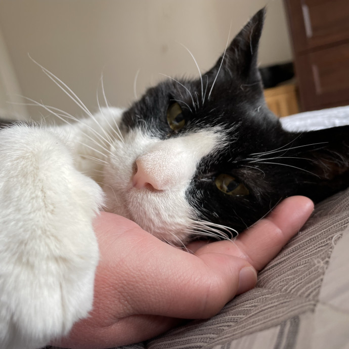 Storm's Sf Cat Care photo 3