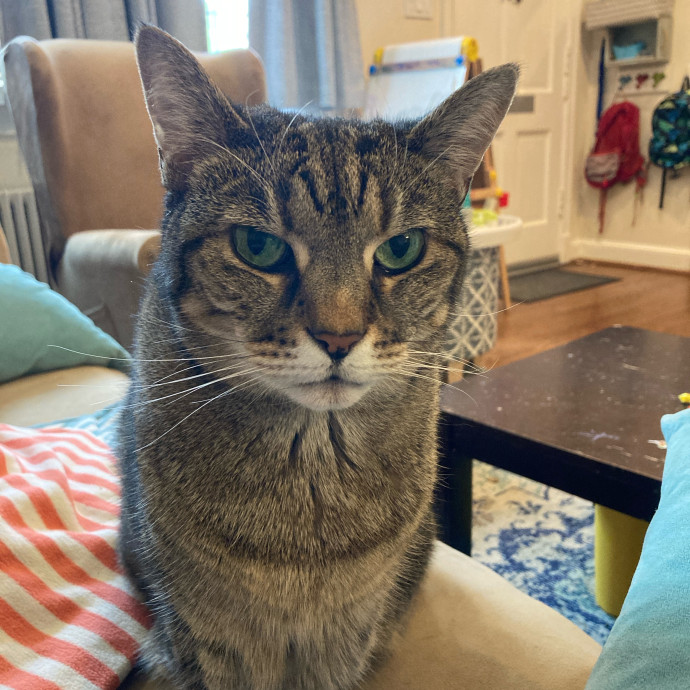 Trusted Cat Pal photo 2