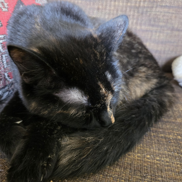 Compassionate Cat Companion