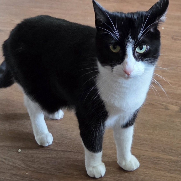 Compassionate Cat Companion photo 3