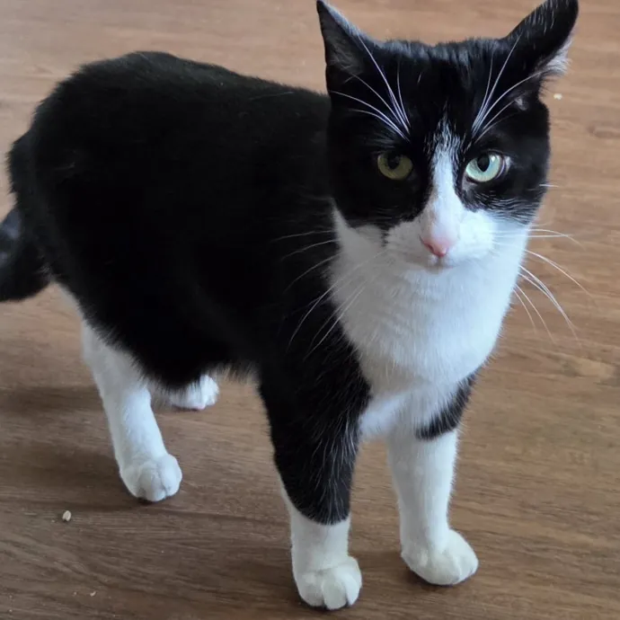 Compassionate Cat Companion photo 3