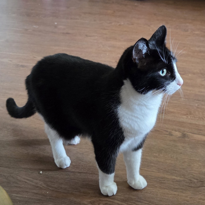 Compassionate Cat Companion photo 2