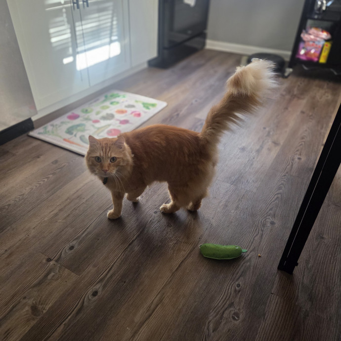 Ready To Meowt  Greet Today