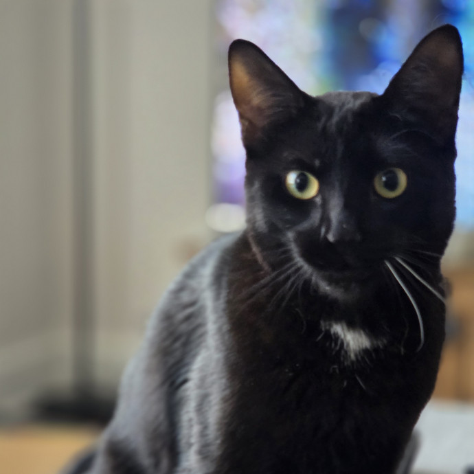 Ready To Meowt  Greet Today photo 3