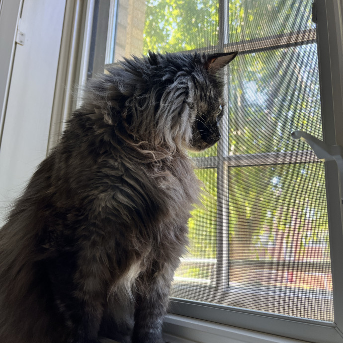 Caring Cat Parent And Experienced Sitter