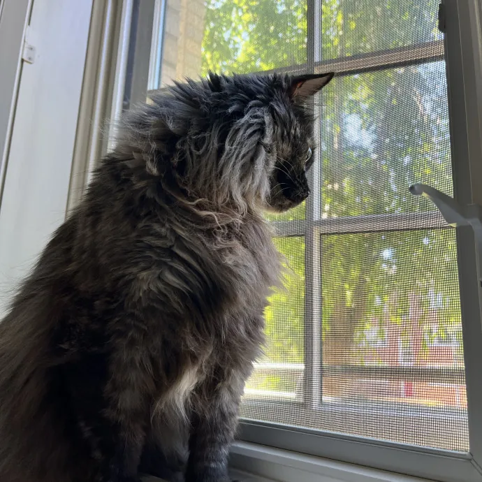 Caring Cat Parent Experienced Sitter