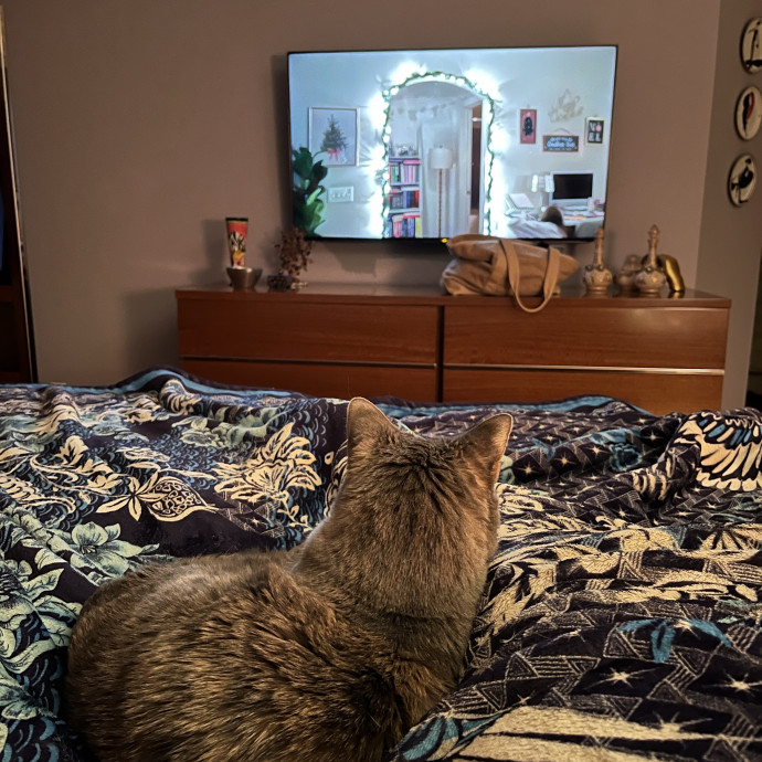 Caring Cat Parent And Experienced Sitter