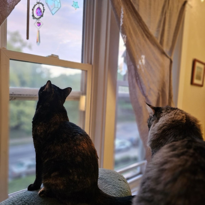 Caring Cat Parent And Experienced Sitter