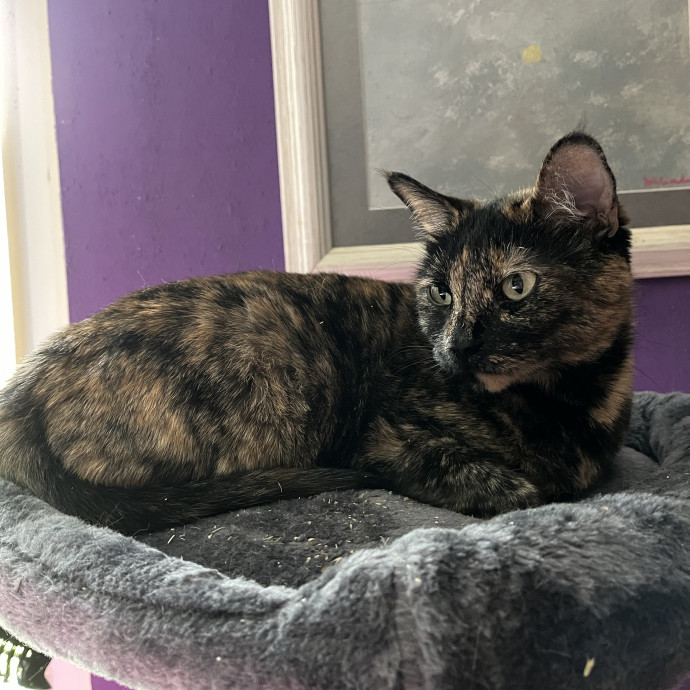 Caring Cat Parent And Experienced Sitter