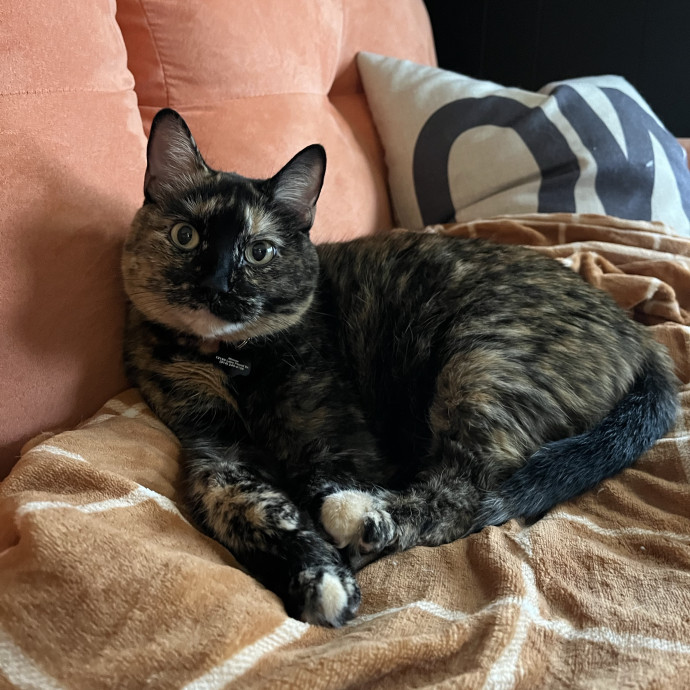 Caring Cat Parent And Experienced Sitter
