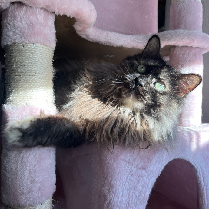 Caring Cat Parent And Experienced Sitter