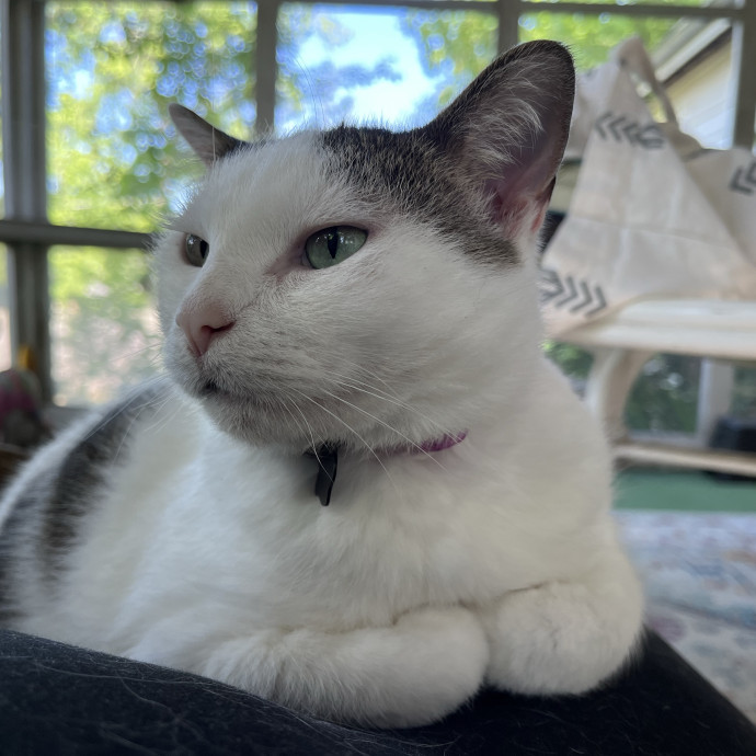 Caring Cat Parent And Experienced Sitter
