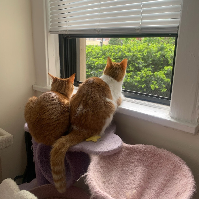 Caring Cat Parent And Experienced Sitter