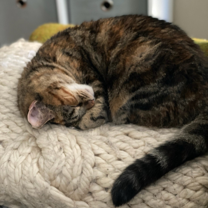 Caring Cat Parent And Experienced Sitter