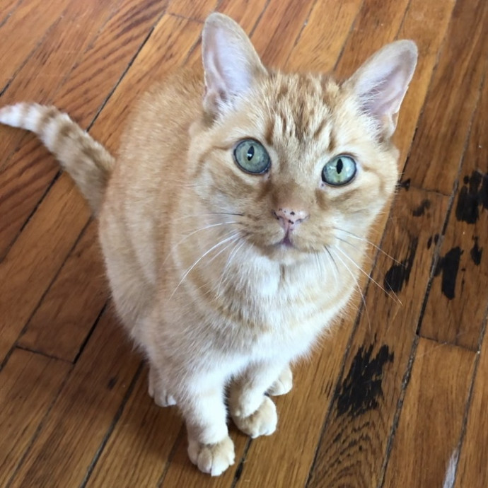 Caring Cat Parent And Experienced Sitter