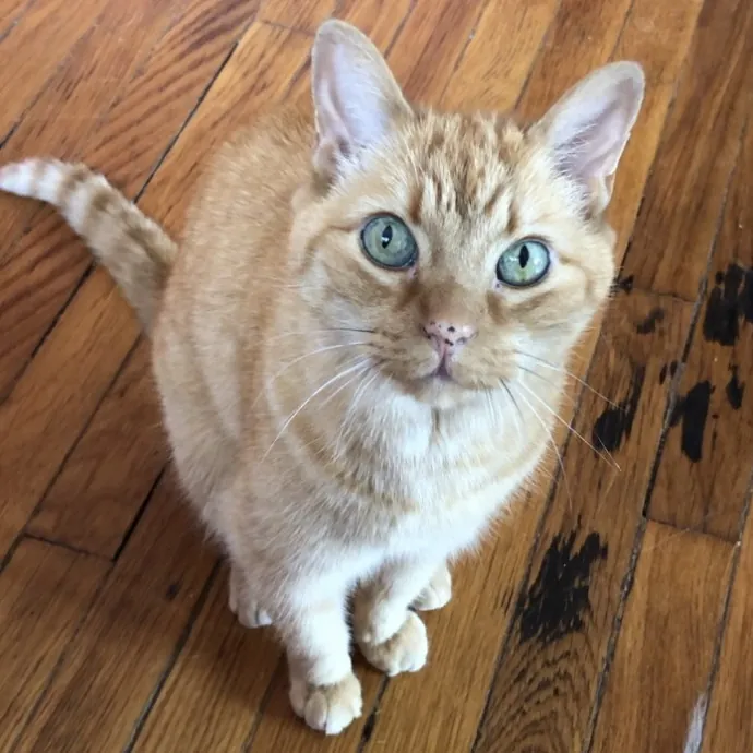 Caring Cat Parent Experienced Sitter photo 4