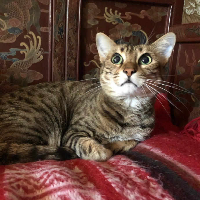 Caring Cat Parent And Experienced Sitter