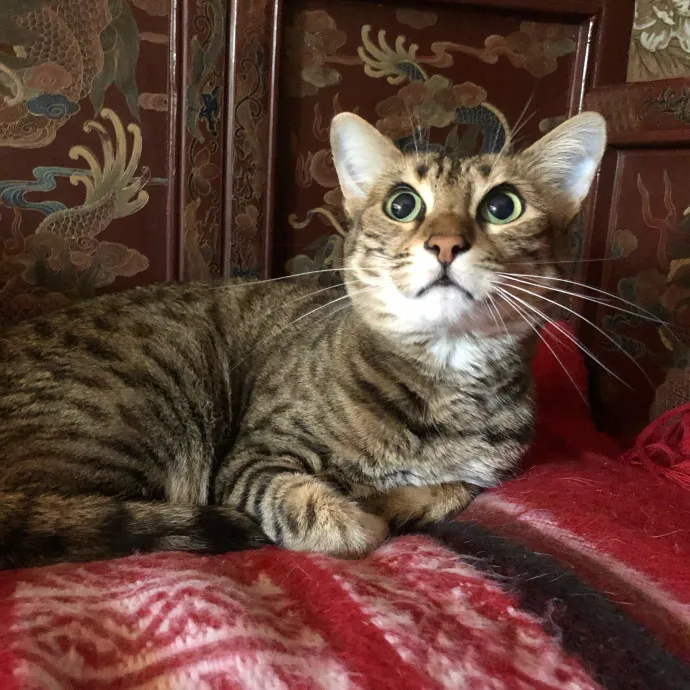Caring Cat Parent Experienced Sitter photo 3