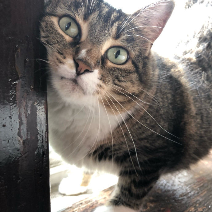 Caring Cat Parent And Experienced Sitter