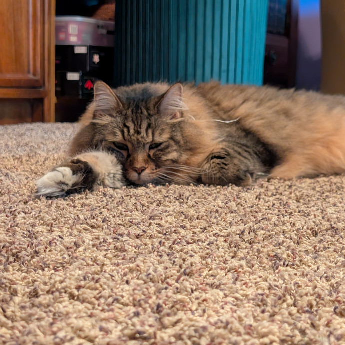 Your Cat's Best Friend While You're Away