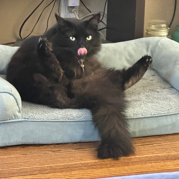 Your Kitty's Best Furrend