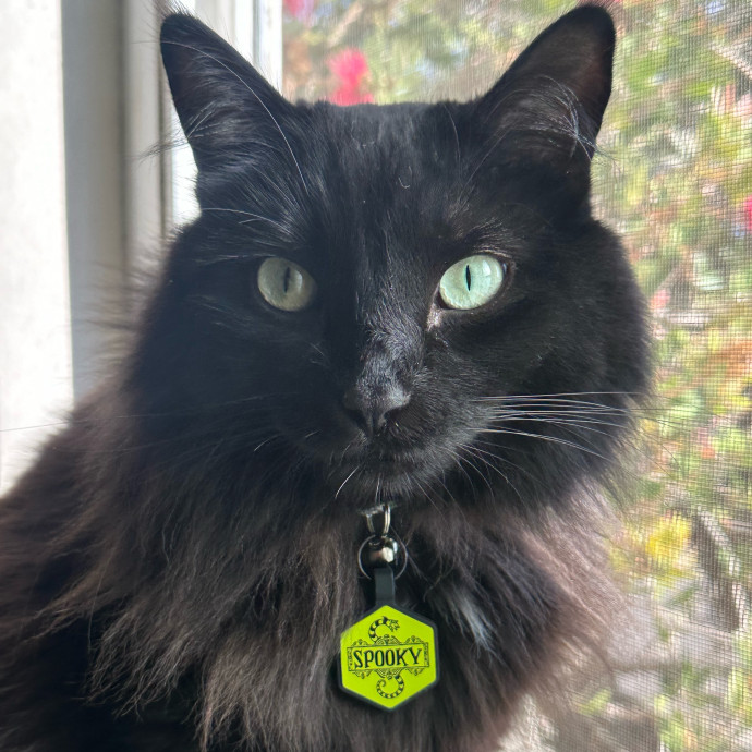 Your Kitty's Best Furrend photo 2