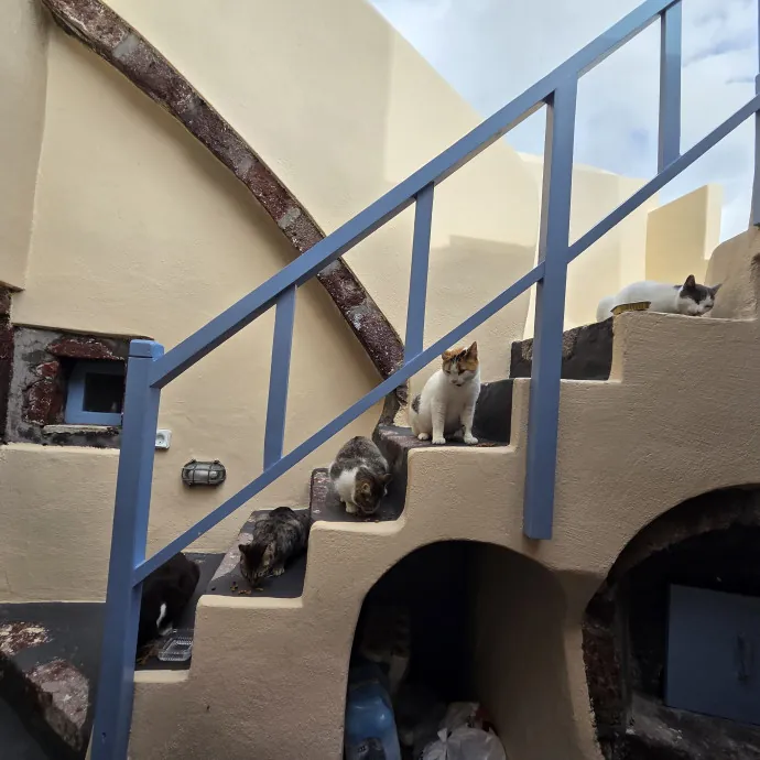 Loving Care For Your Cats photo 4