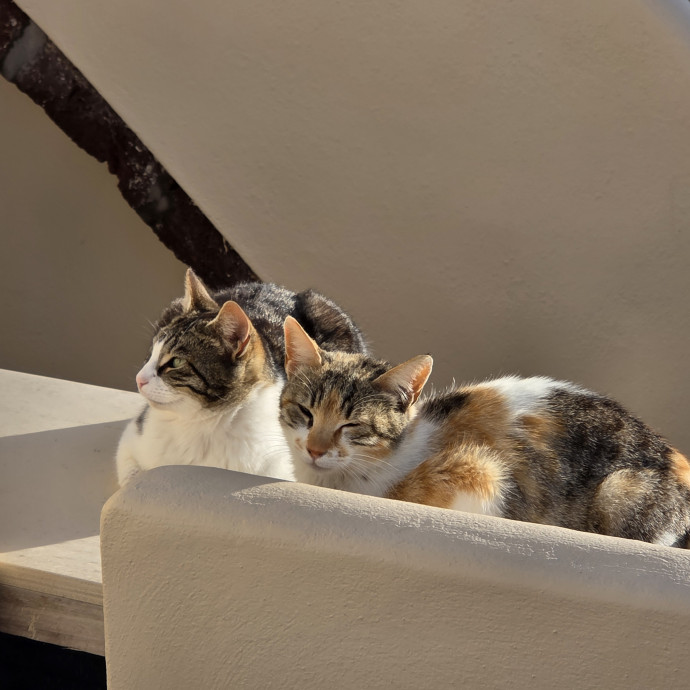Loving Care For Your Cats photo 3
