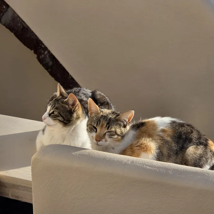 Loving Care For Your Cats photo 3