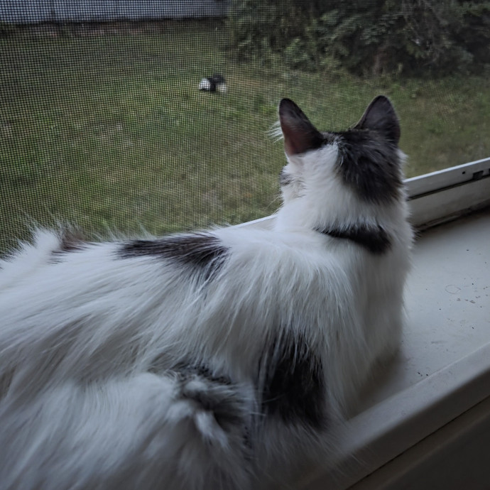 Loving Care For Your Cats photo 2