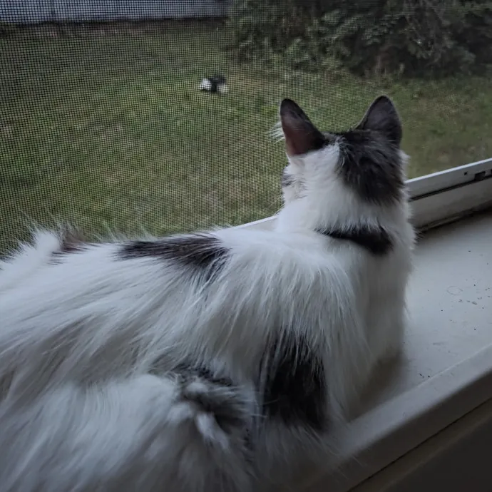 Loving Care For Your Cats photo 2