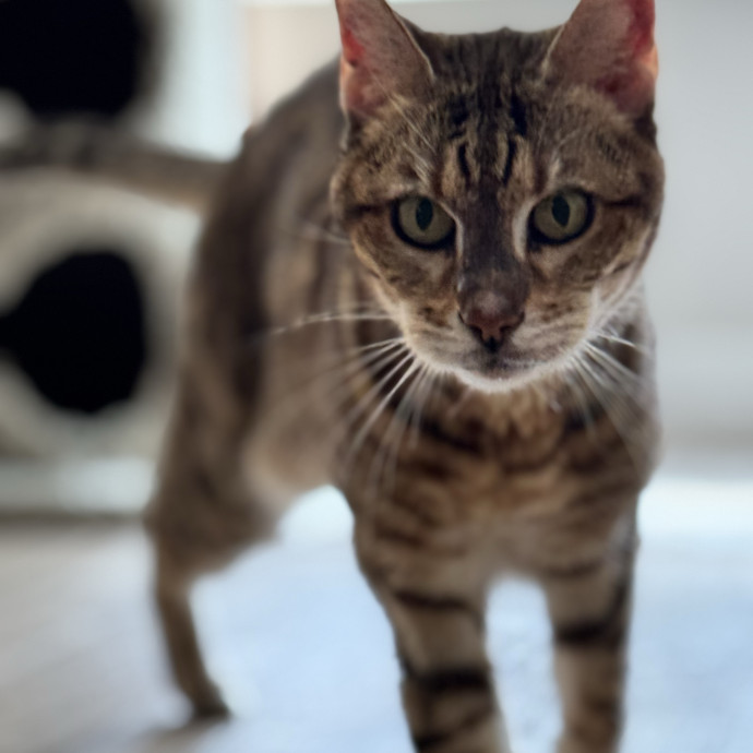 Caring  Trustworthy Cat Care
