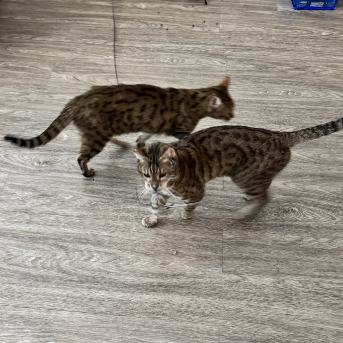 Caring  Trustworthy Cat Care